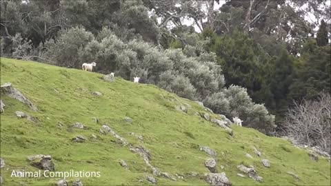 Baby Lamb (Sheep) Goes Baa - So cute