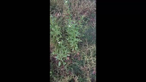 daisy fleabane and ladybird