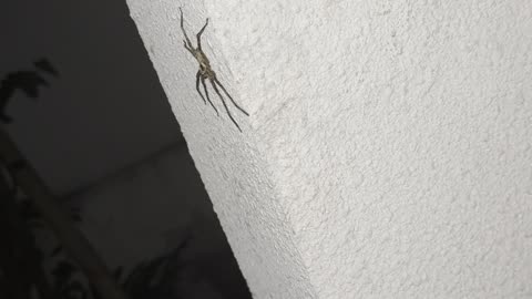 Spider at the Door