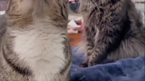 cat imitates dinosaur