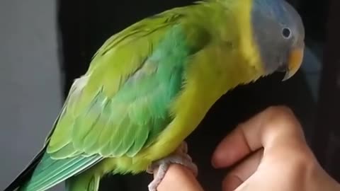 Parrot singing sounds too soothing