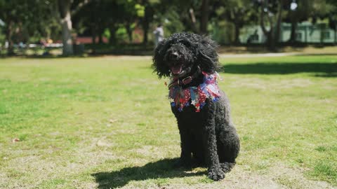 Funny back dog in gardan sitting