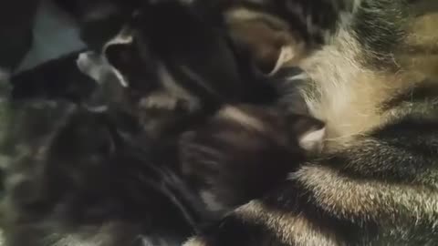 momy cat taking care of her babies