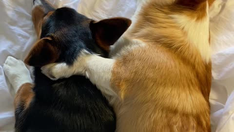 Corgis Cuddle Together After Tiring Day