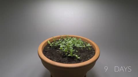 984 days in 8 minutes - Growing Plants Time-lapse Compilation