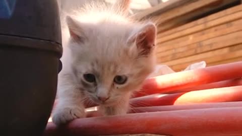 Cute kitten video 🥰🤣🤣😺🥰#cutekittn #lol