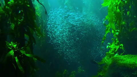 Beautiful Scene under sea