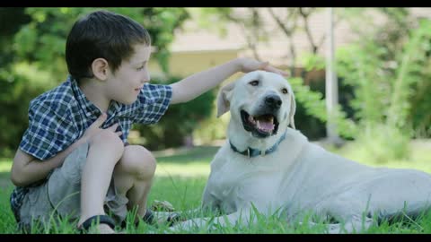 young boy petting and playing with his big white dog