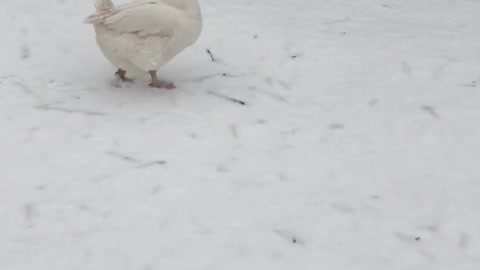 Tater Tot is out for a walk on a snowy spring morning