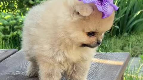 Cute Baby Dog - Cute Moment of Baby Dog on Top of Table