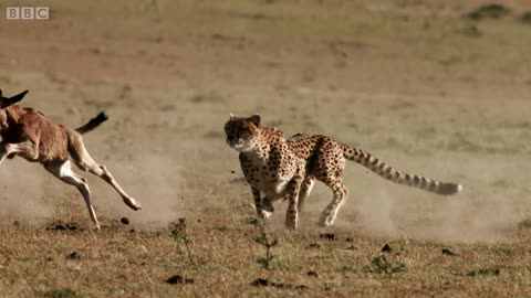 Cheetah chases wildebeest | The Hunt - BBC One