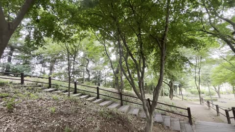 Hot Summer, Park, Korean Cicada Sound