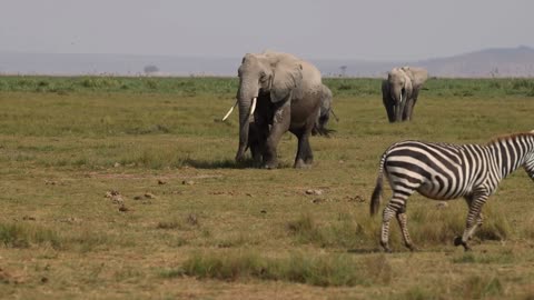 What is the name of the African elephant?