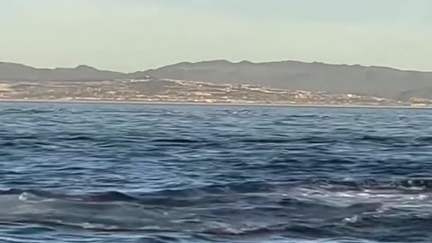 Incredible display of power: An orca hunts down a dolphin