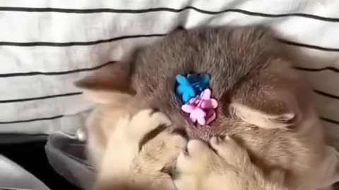 Funny Cats and Dogs Video#3