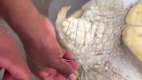 Big turtle