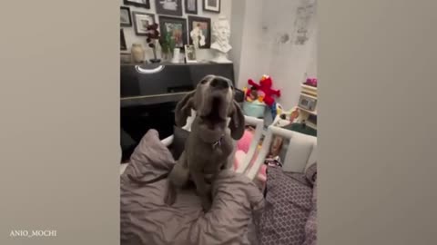 Dog amazing video