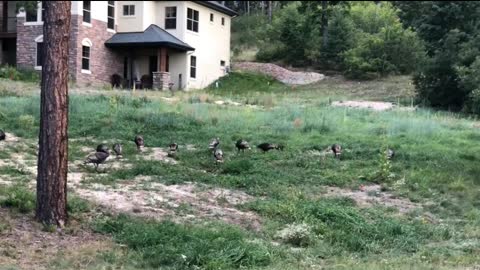 Traffic Jam In Larkspur