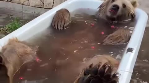 A fun bear