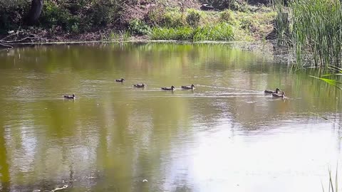 Multiple Ducks Standing on a Tree Limb in a Pond