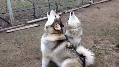 Two Husky Singing