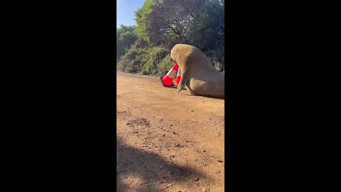 Neil the Seal Moved Off Road With Traffic Cones