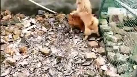 Chicken fighting with a dog