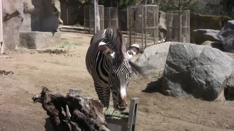 Zebras at the San Diego Zoo