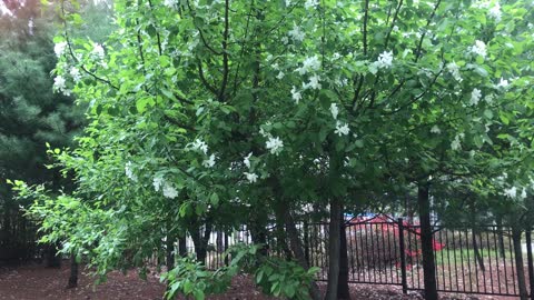 Baby apple blossom