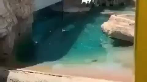 🐻 The bird decided to swim in the polar bear enclosure at the zoo,