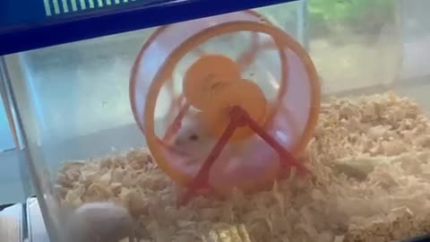 The hamster's feet are spinning so fast that I can't see them!lol