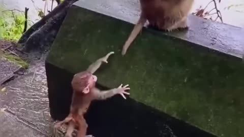 Funny Animal Video