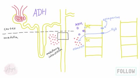 How does Antidiuretic Hormone (ADH) work_