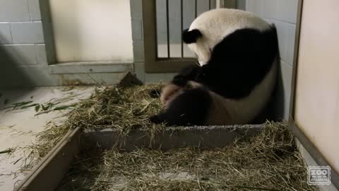 Giant Panda Twins Birth