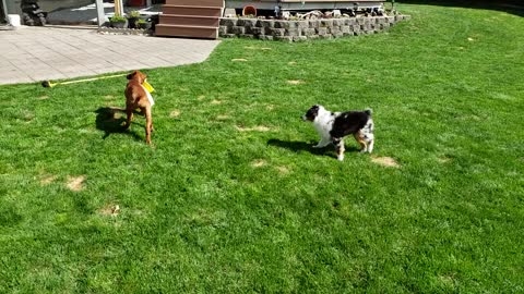 Jasper Playing in the Sun