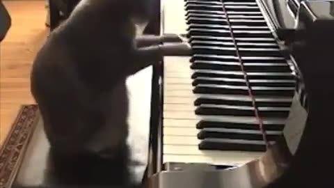 Cat playing piano