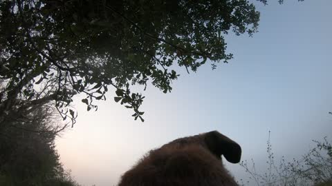 Dog’s First Retrieve