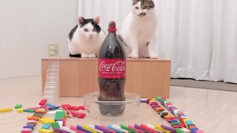 cats watch the reaction of mentos and cola