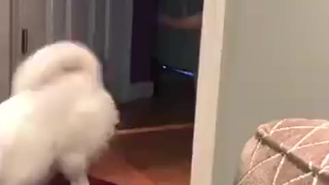 cachorro atropelando o bebe