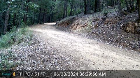 Cinnamon Bear Campsite