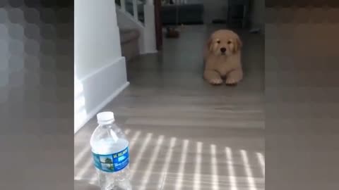 This puppy is moonwalking