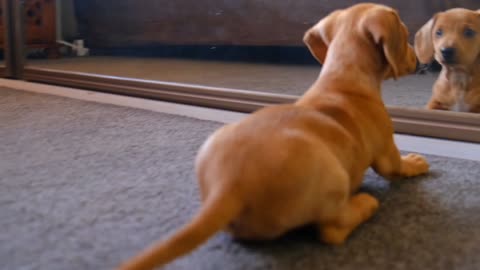 Puppy playing front of mirror image