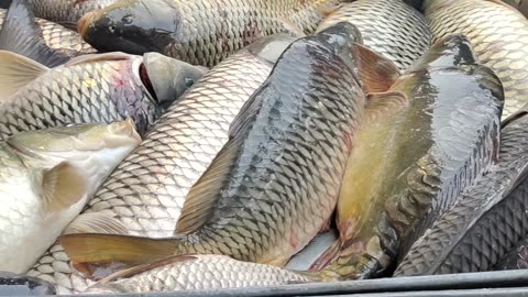 Big Tilapia Fish Live Video In Fish Market