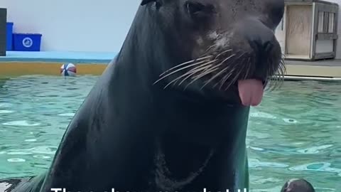 Baby seals