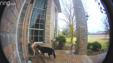 Dogs Using Ring Video Doorbell to Get Owner’s Attention