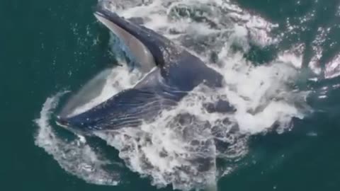 Whale feeding