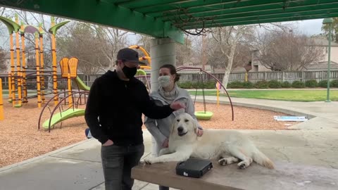 10 Month Old English Cream Retriever _Oliver_ _ Bay Area Dog Training