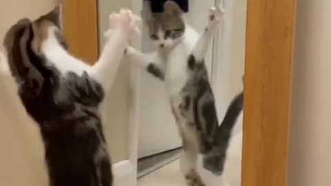 Amazing cat dancing in front of mirror so cute