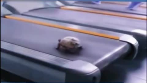 RUNNING TURTLE