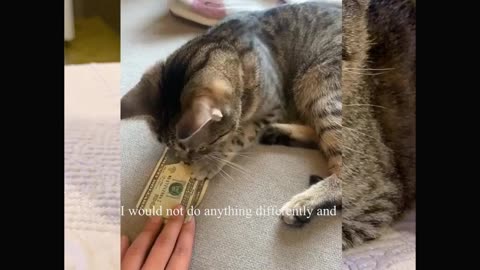 Funny Cute Animals Adopting a cat - The story of the rescued cat cute